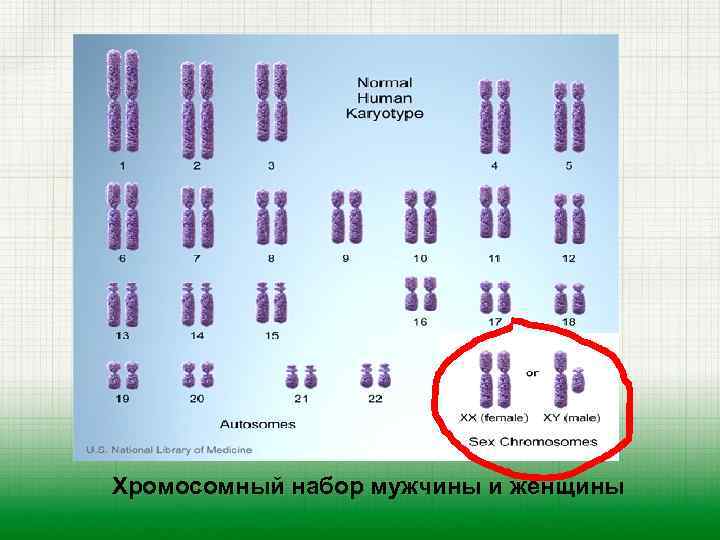 Хромосомный набор мужчины и женщины 