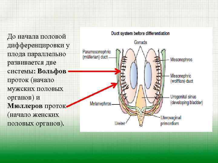 До начала половой дифференцировки у плода параллельно развивается две системы: Вольфов проток (начало мужских