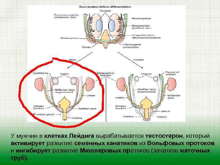 У мужчин в клетках Лейдига вырабатывается тестостерон, который активирует развитие семенных канатиков из Вольфовых