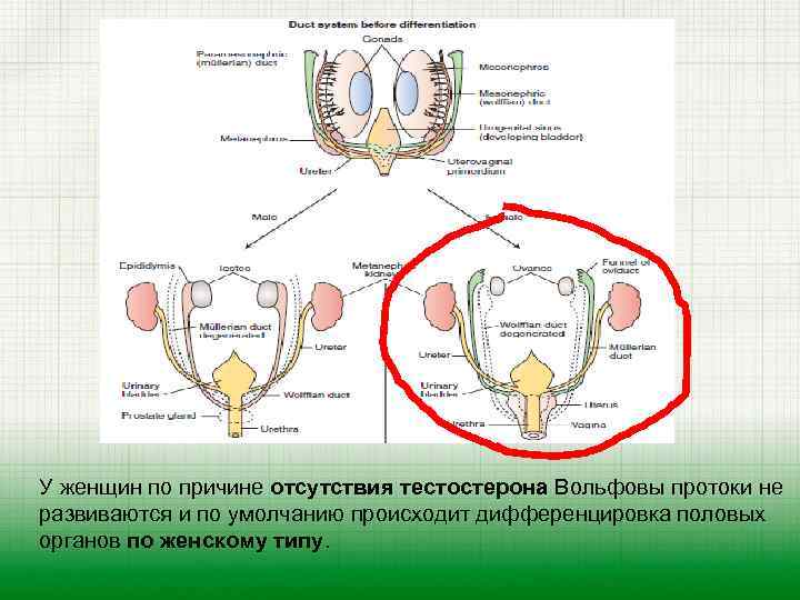 У женщин по причине отсутствия тестостерона Вольфовы протоки не развиваются и по умолчанию происходит