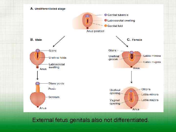 External fetus genitals also not differentiated. 