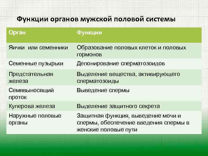 Функции органов мужской половой системы Орган Функции Яички или семенники Образование половых клеток и