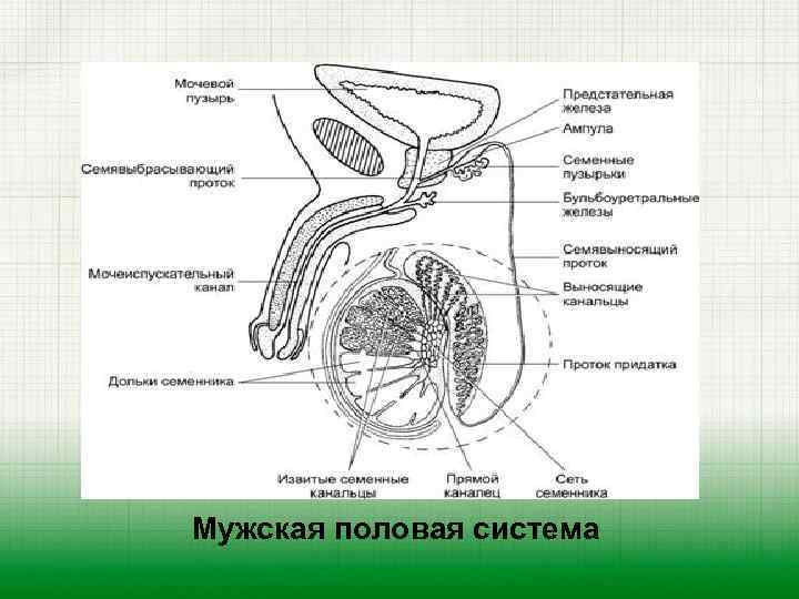 Мужская половая система 