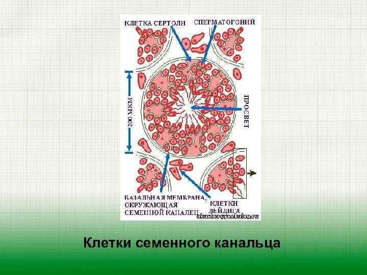 Клетки семенного канальца 