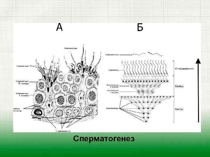Сперматогенез 