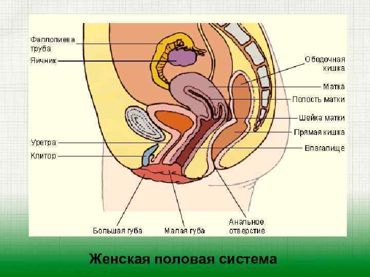 Женская половая система 