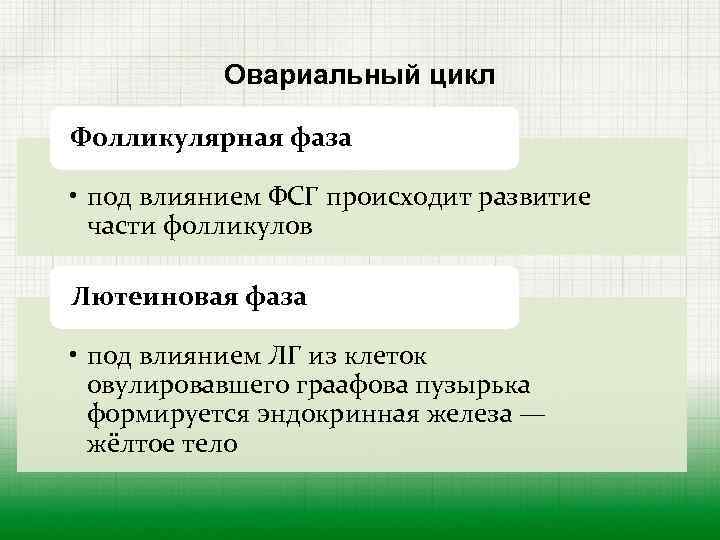 Овариальный цикл Фолликулярная фаза • под влиянием ФСГ происходит развитие части фолликулов Лютеиновая фаза