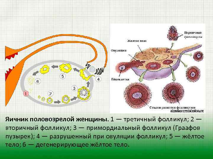 Яичник половозрелой женщины. 1 — третичный фолликул; 2 — вторичный фолликул; 3 — примордиальный