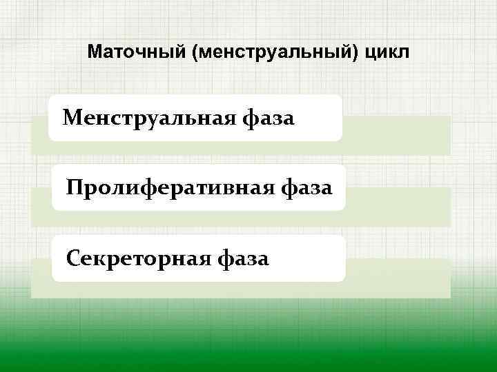 Маточный (менструальный) цикл Менструальная фаза Пролиферативная фаза Секреторная фаза 