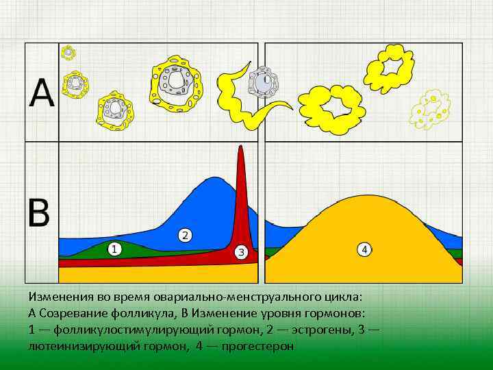 Изменения во время овариально-менструального цикла: А Созревание фолликула, В Изменение уровня гормонов: 1 —