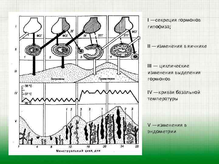 I —секреция гормонов гипофиза; II —изменения в яичнике III — циклические изменения выделения гормонов