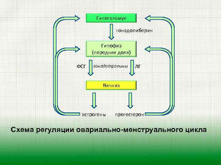 Гипоталамус гонадолиберин Гипофиз (передняя доля) ФСГ гонадотропины ЛГ Яичник эстрогены прогестерон Схема регуляции овариально-менструального