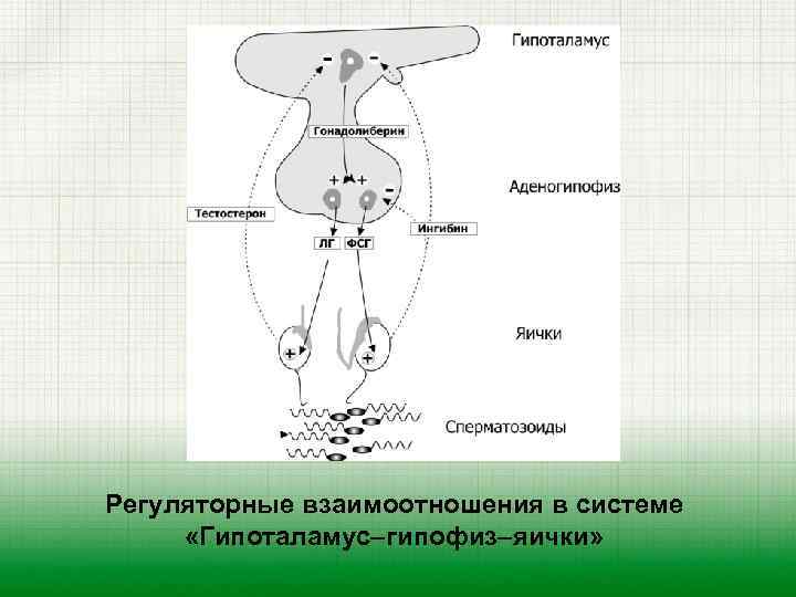 Регуляторные взаимоотношения в системе «Гипоталамус–гипофиз–яички» 