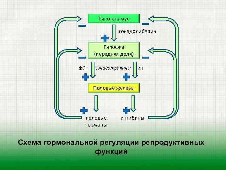 Гипоталамус гонадолиберин Гипофиз (передняя доля) ФСГ гонадотропины ЛГ Половые железы половые гормоны ингибины Схема