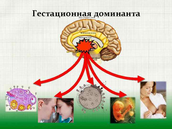 Гестационная доминанта 