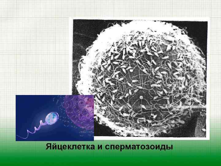 Яйцеклетка и сперматозоиды 