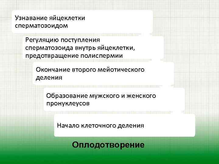 Узнавание яйцеклетки сперматозоидом Регуляцию поступления сперматозоида внутрь яйцеклетки, предотвращение полиспермии Окончание второго мейотического деления