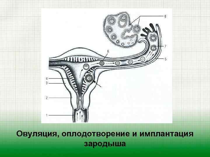 Овуляция, оплодотворение и имплантация зародыша 