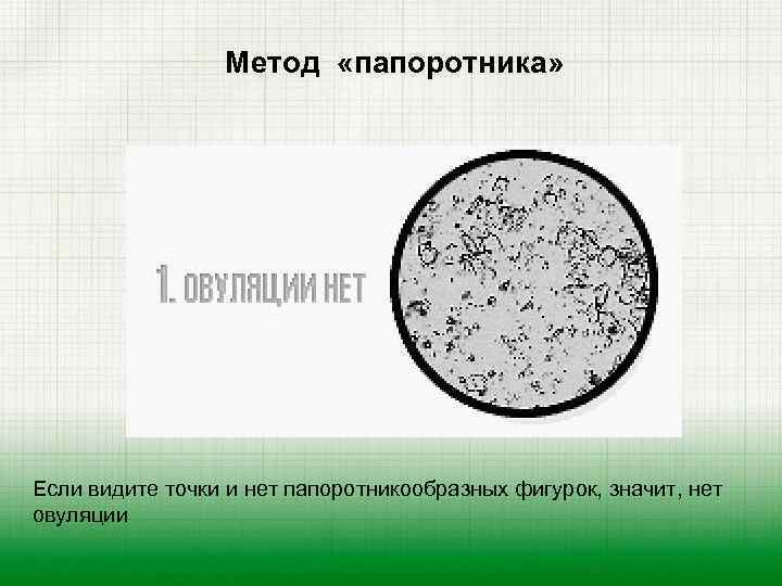 Метод «папоротника» Если видите точки и нет папоротникообразных фигурок, значит, нет овуляции 