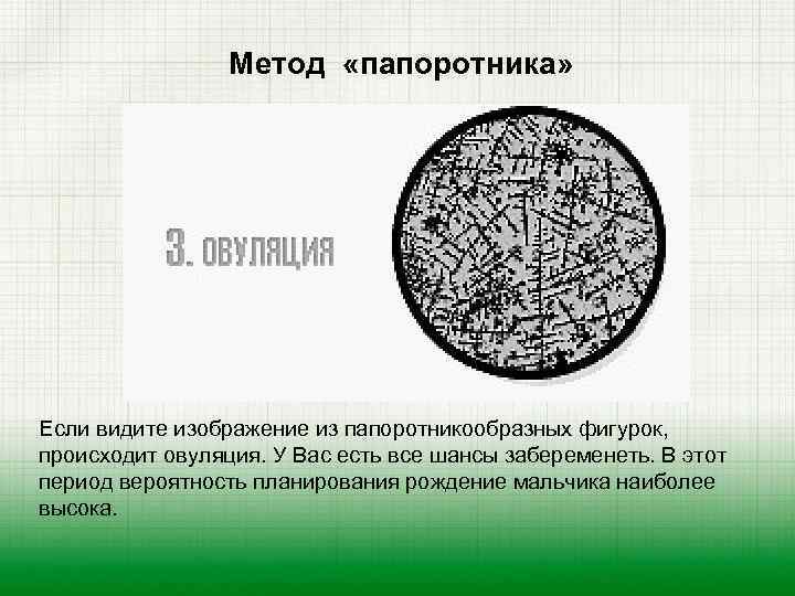 Метод «папоротника» Если видите изображение из папоротникообразных фигурок, происходит овуляция. У Вас есть все