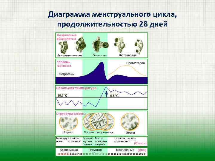 Диаграмма менструального цикла, продолжительностью 28 дней 