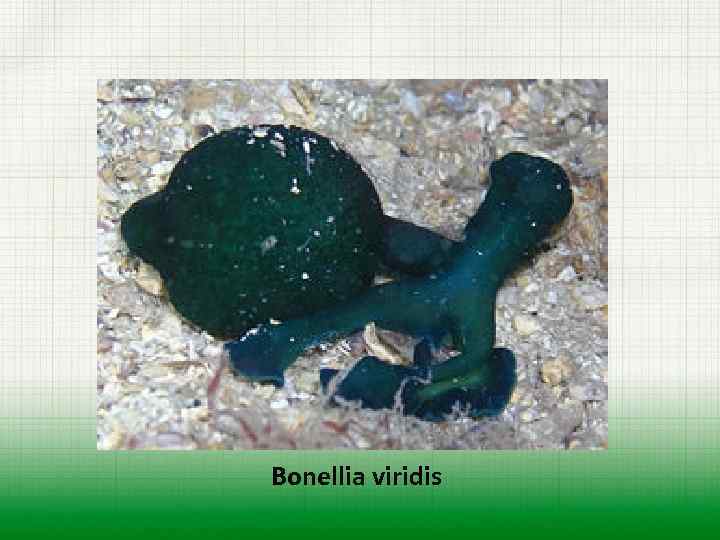 Bonellia viridis 