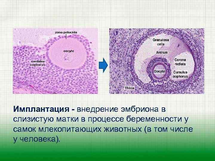 Имплантация - внедрение эмбриона в слизистую матки в процессе беременности у самок млекопитающих животных