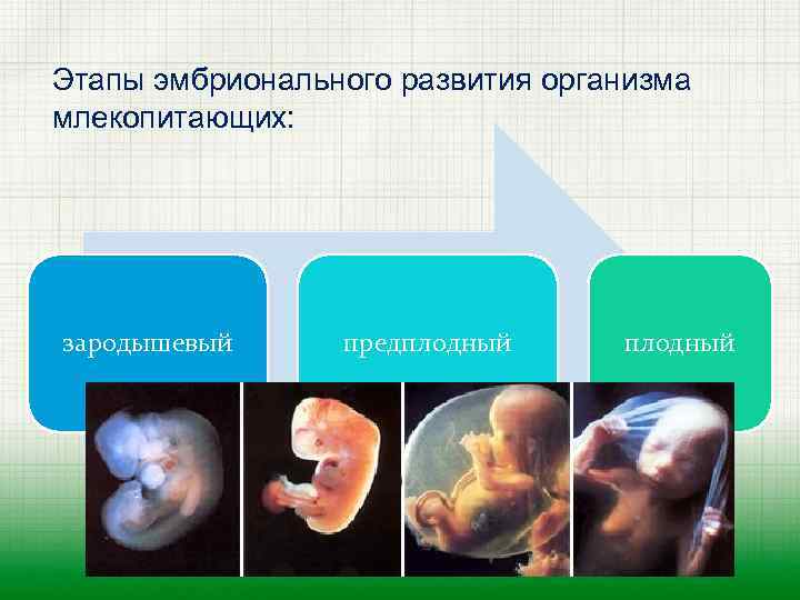 Этапы эмбрионального развития организма млекопитающих: зародышевый предплодный 