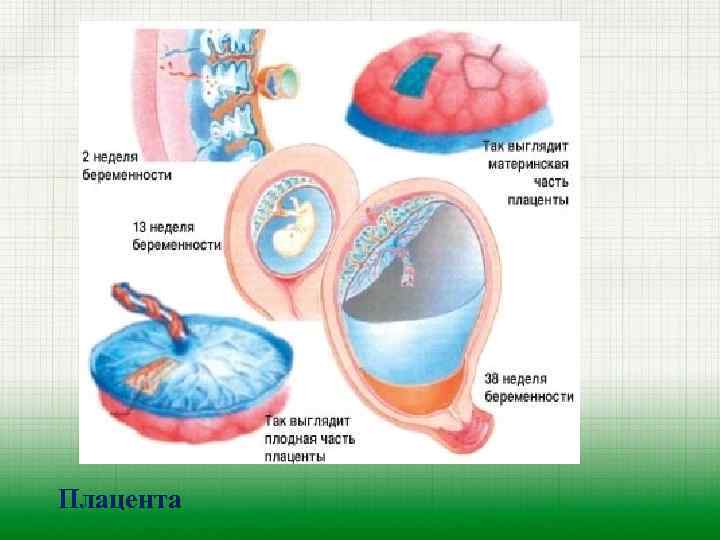 Плацента 