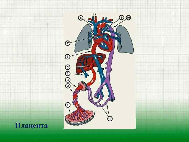 Плацента 