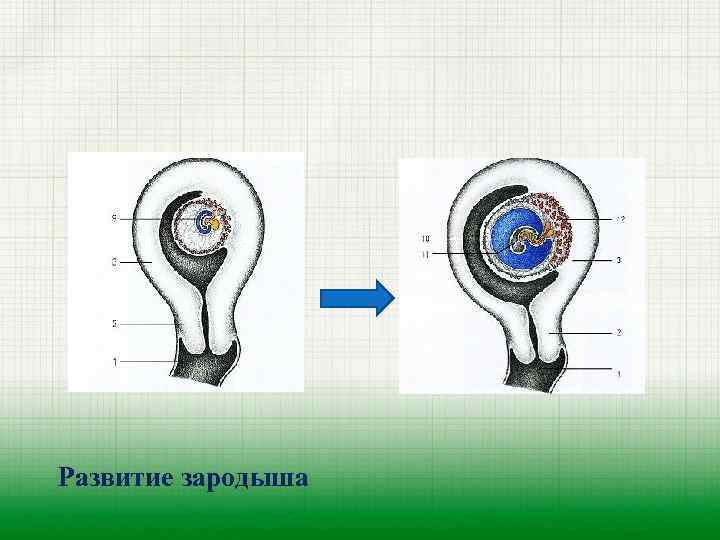 Развитие зародыша 