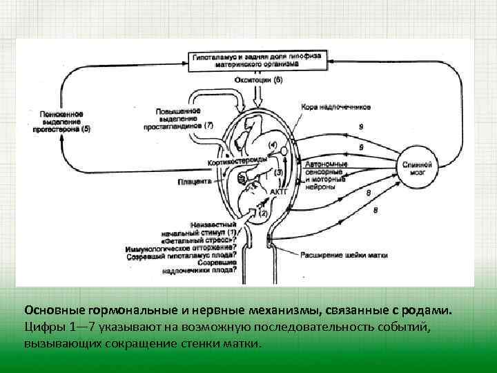 Основные гормональные и нервные механизмы, связанные с родами. Цифры 1— 7 указывают на возможную