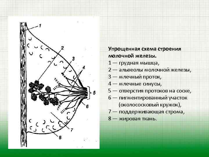 Упрощенная схема строения молочной железы. 1 — грудная мышца, 2 — альвеолы молочной железы,