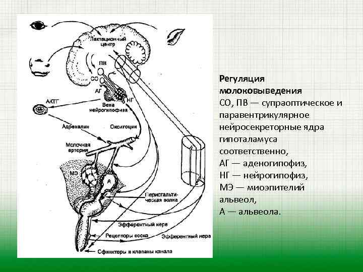 Регуляция молоковыведения СО, ПВ — супраоптическое и паравентрикулярное нейросекреторные ядра гипоталамуса соответственно, АГ —