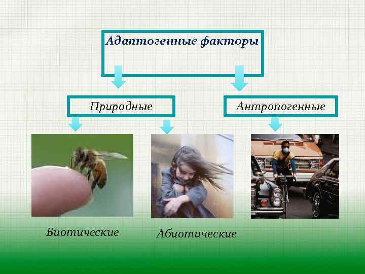 Адаптогенные факторы Природные Биотические Антропогенные Абиотические 