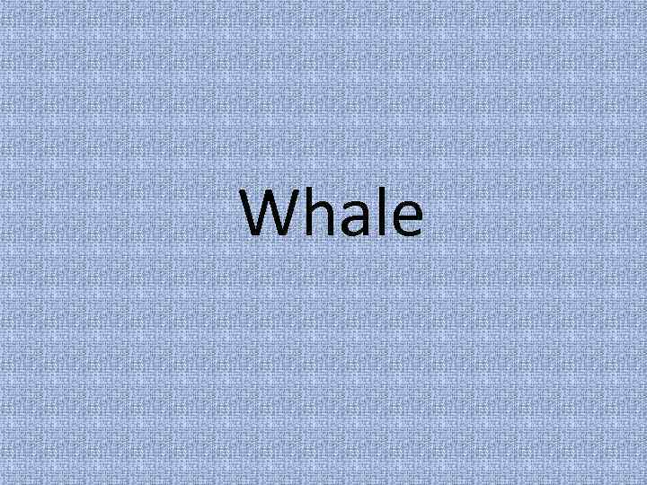 Whale 