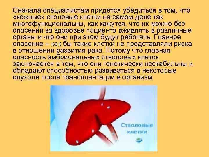 Сначала специалистам придется убедиться в том, что «кожные» столовые клетки на самом деле так