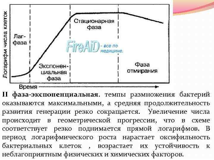 II фаза-экспоненциальная. темпы размножения бактерий оказываются максимальными, а средняя продолжительность развития генерации резко сокращается.