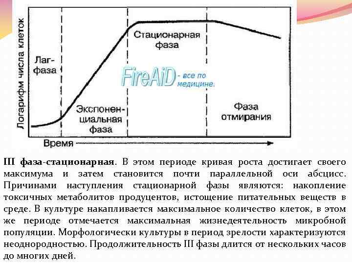 III фаза-стационарная. В этом периоде кривая роста достигает своего максимума и затем становится почти