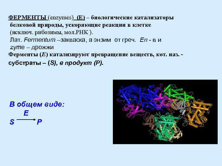 Процесс ферментов. Ферменты катализаторы белковой природы. Биологические катализаторы белковой. Ферменты как биологические катализаторы. Ферменты в клетке.