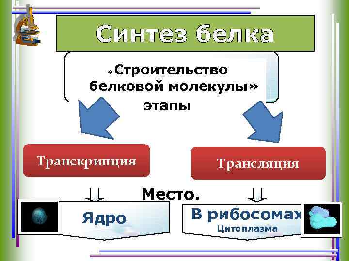 Синтез белка Строительство белковой молекулы» этапы « Транскрипция Трансляция Место. В рибосомах Ядро Цитоплазма