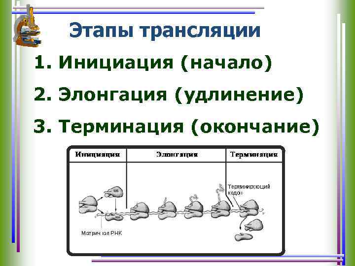 Этапы трансляции 1. Инициация (начало) 2. Элонгация (удлинение) 3. Терминация (окончание) 