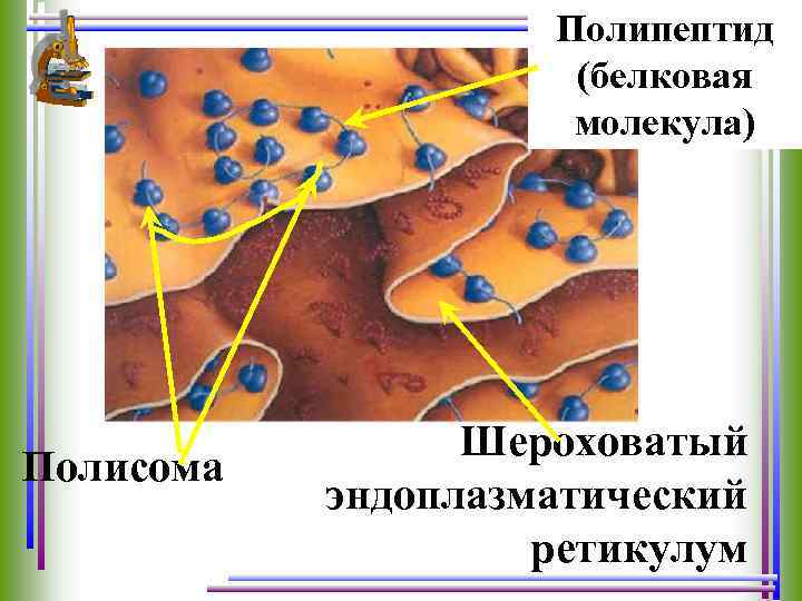 Полипептид (белковая молекула) Полисома Шероховатый эндоплазматический ретикулум 