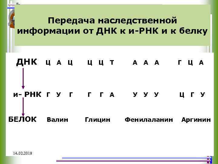 Передача наследственной информации от ДНК к и-РНК и к белку ДНК А Ц Ц