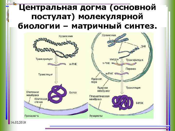 Центральная догма (основной постулат) молекулярной биологии – матричный синтез. 14. 02. 2018 