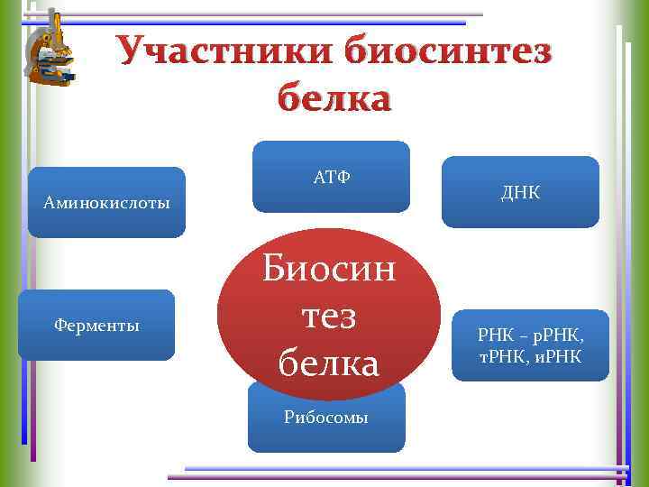 Участники биосинтез белка АТФ Аминокислоты Ферменты Биосин тез белка Рибосомы ДНК РНК – р.