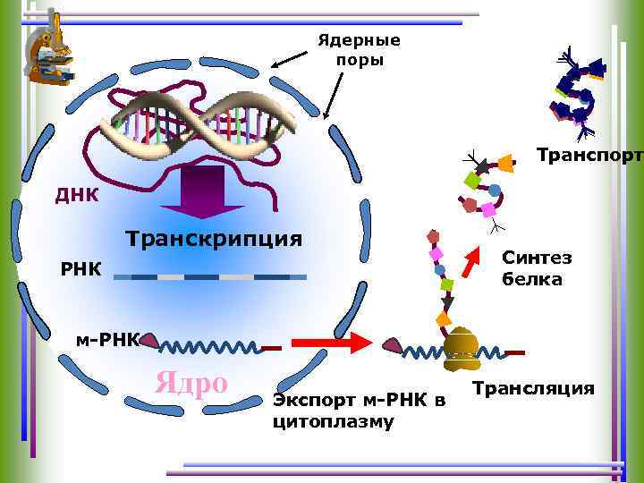 Ядерные поры Транспорт ДНК Транскрипция РНК Синтез белка м-РНК Ядро Экспорт м-РНК в цитоплазму