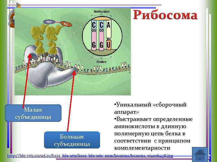 Рибосома Малая субъединица Большая субъединица • Уникальный «сборочный аппарат» • Выстраивает определенные аминокислоты в