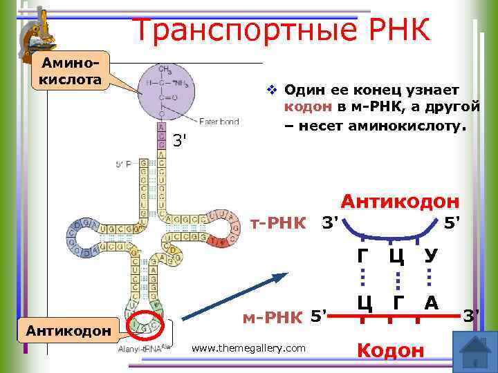 Транспортные РНК Аминокислота 3' v Один ее конец узнает кодон в м-РНК, а другой