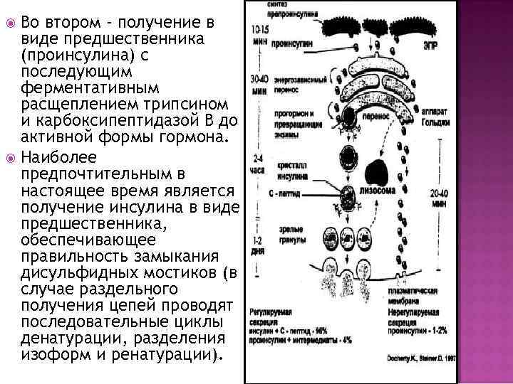Во втором - получение в виде предшественника (проинсулина) с последующим ферментативным расщеплением трипсином и